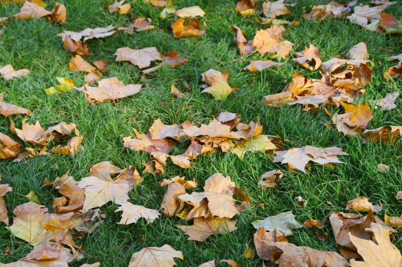 Lawns are the most difficult part of gardening in the Cape Region and all over horticultural climate Zone 7, in between the cool-season grasses of the north and the warm-climate grasses of the south. It’s a zone where neither type does very well without lots of help and annual renewal.